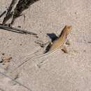 Image of Smith's Desert Lizard