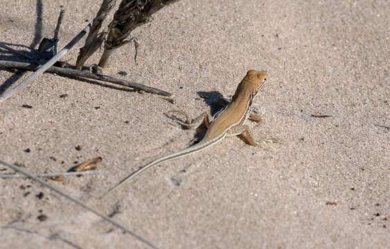 Image of Smith's Desert Lizard