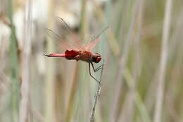 Imagem de Tramea eurybia Selys 1878