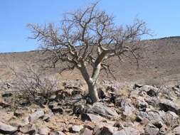 Plancia ëd Commiphora glandulosa Schinz