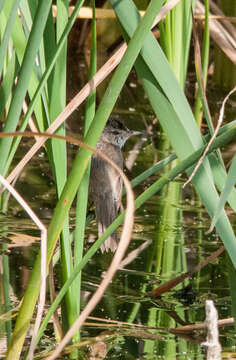 Image of Australian Reed Warbler