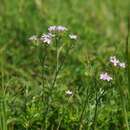 Image of Dianthus pseudarmeria M. Bieb.