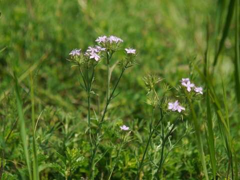 Dianthus pseudarmeria M. Bieb.的圖片