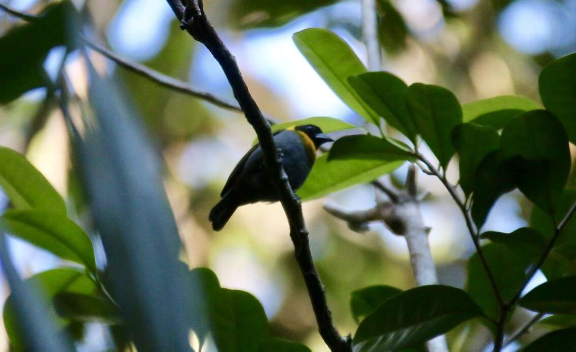 Image of Nelicourvi Weaver