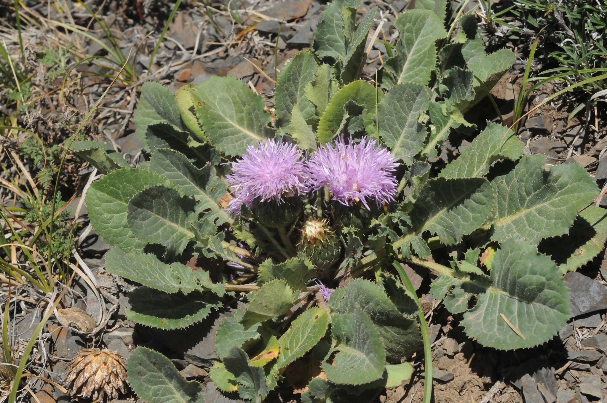 Klasea lyratifolia (Schrenk) L. Martins的圖片