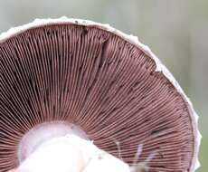 Image of Horse Mushroom