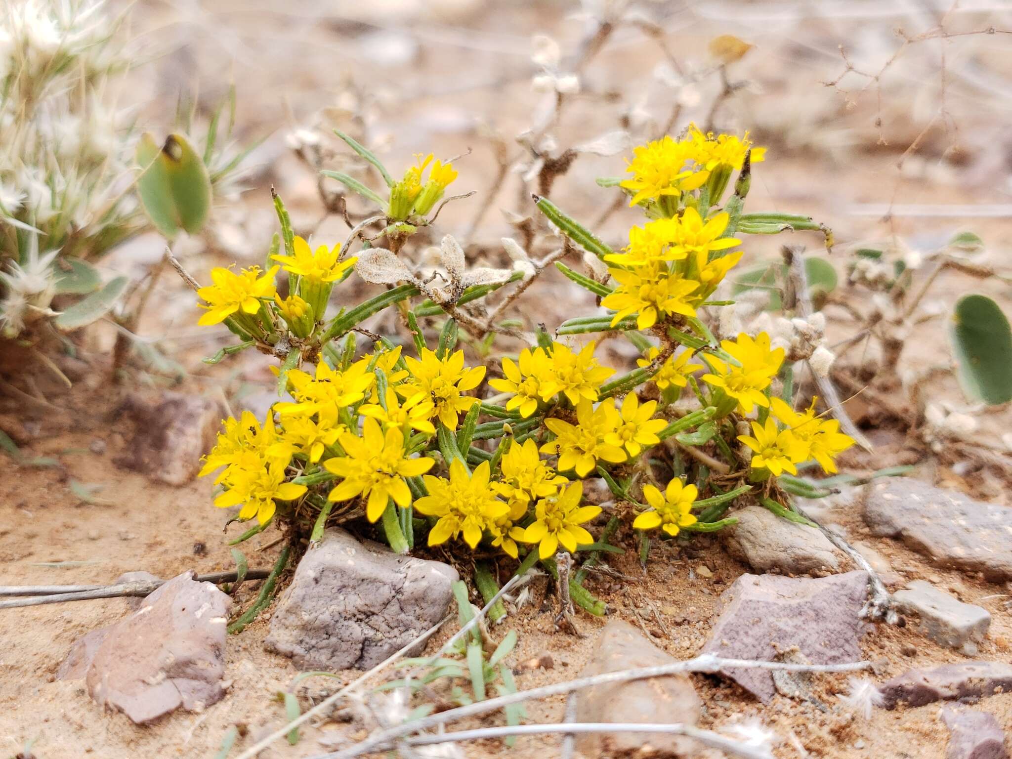 Imagem de Pectis angustifolia Torr.