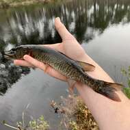 Sivun Esox americanus americanus kuva