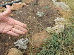 Image of slimspike windmill grass