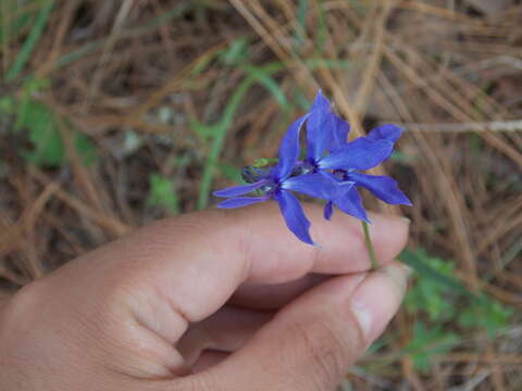 Image of Lobelia gruina Cav.