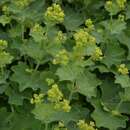 Image of Alchemilla holocycla Rothm.