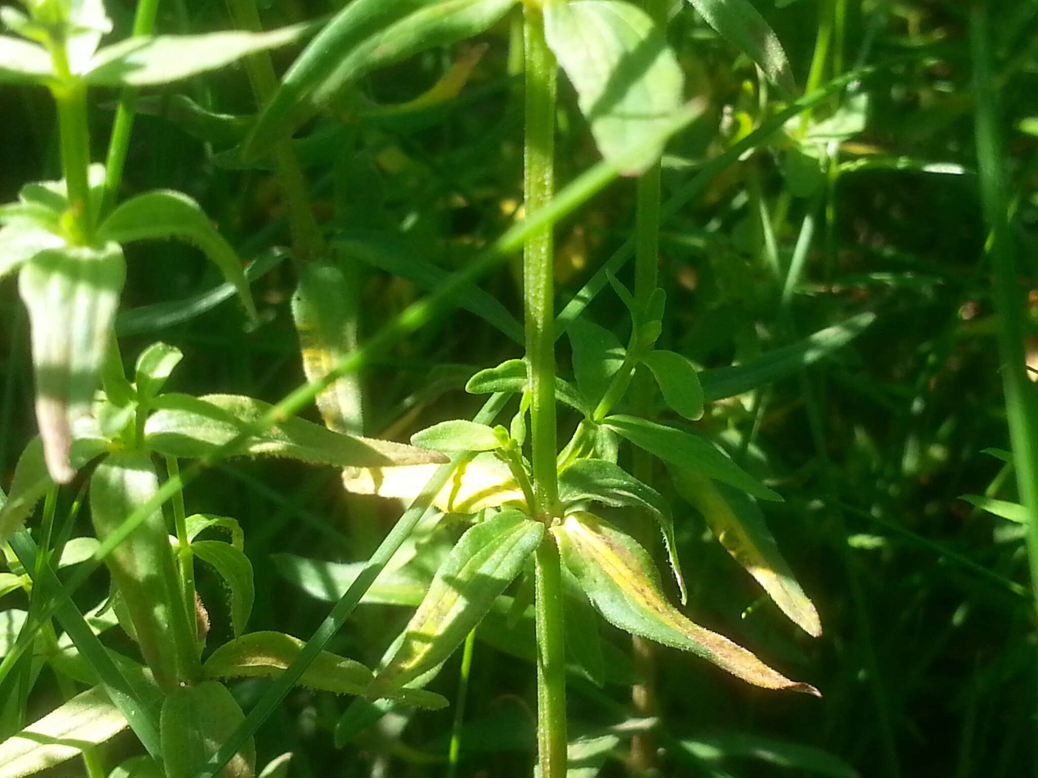 Image of Peronospora galii