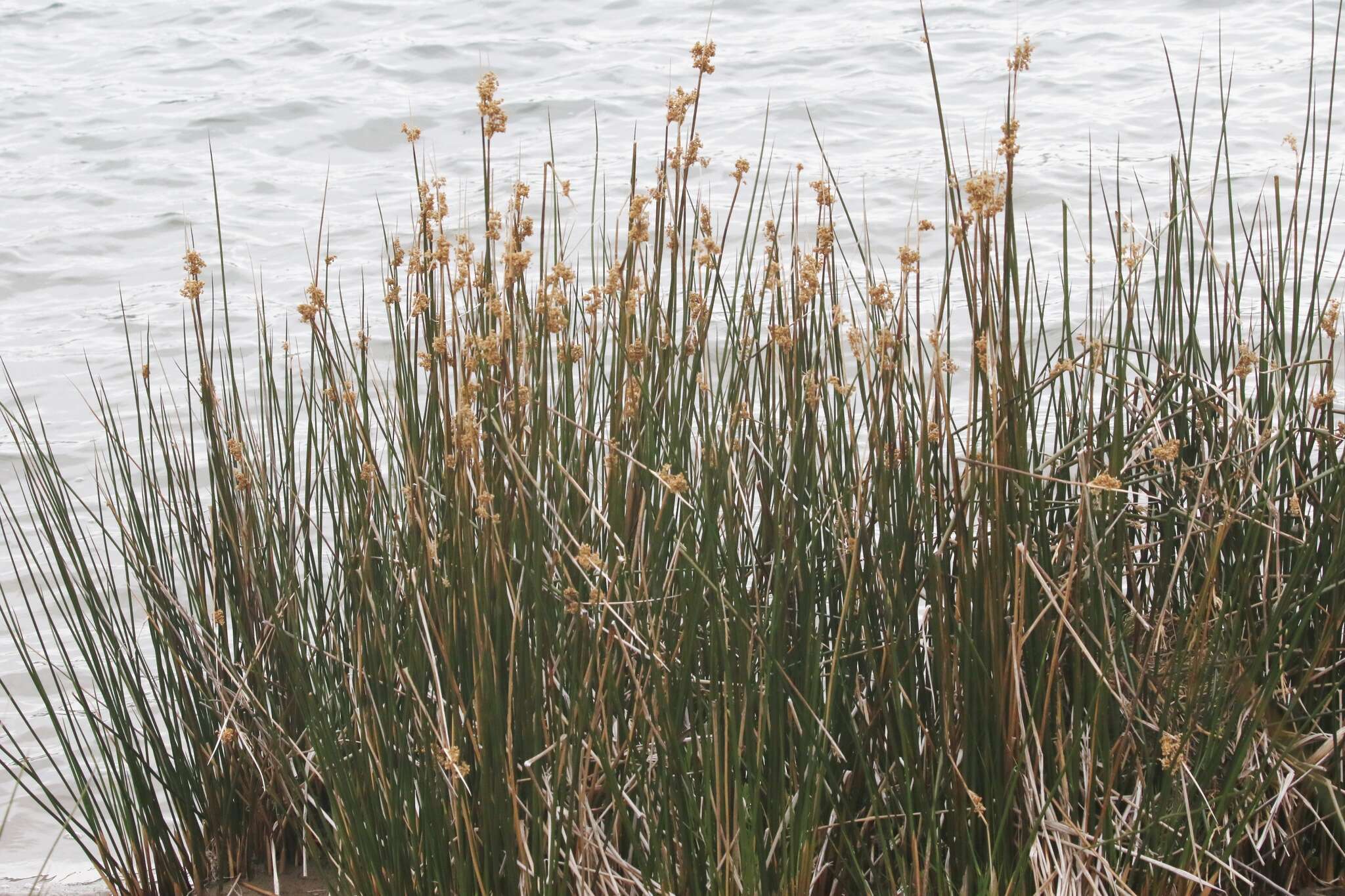 Image of Juncus kraussii subsp. australiensis (Buch.) S. Snogerup