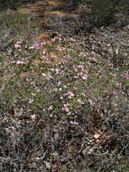 Image of Boronia capitata subsp. clavata P. G. Wilson