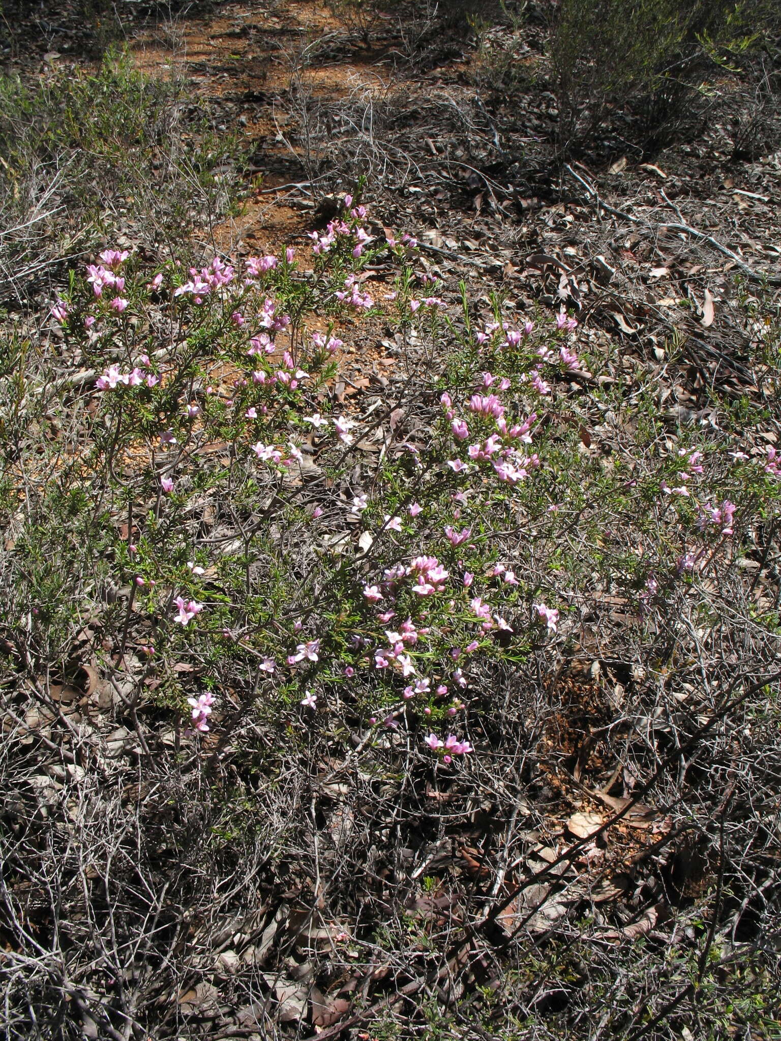 Image of Boronia capitata subsp. clavata P. G. Wilson