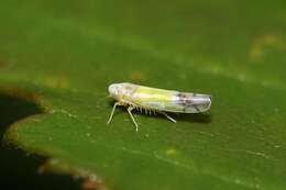 Image of Leafhopper