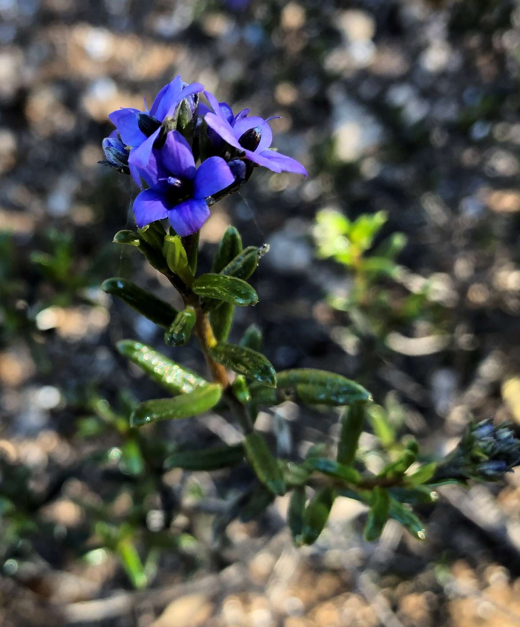 Image of Halgania andromedifolia Behr & F. Müll. ex F. Müll.