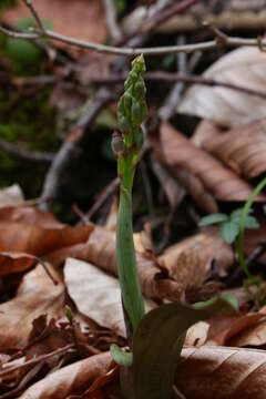 Слика од Steveniella satyrioides (Spreng.) Schltr.