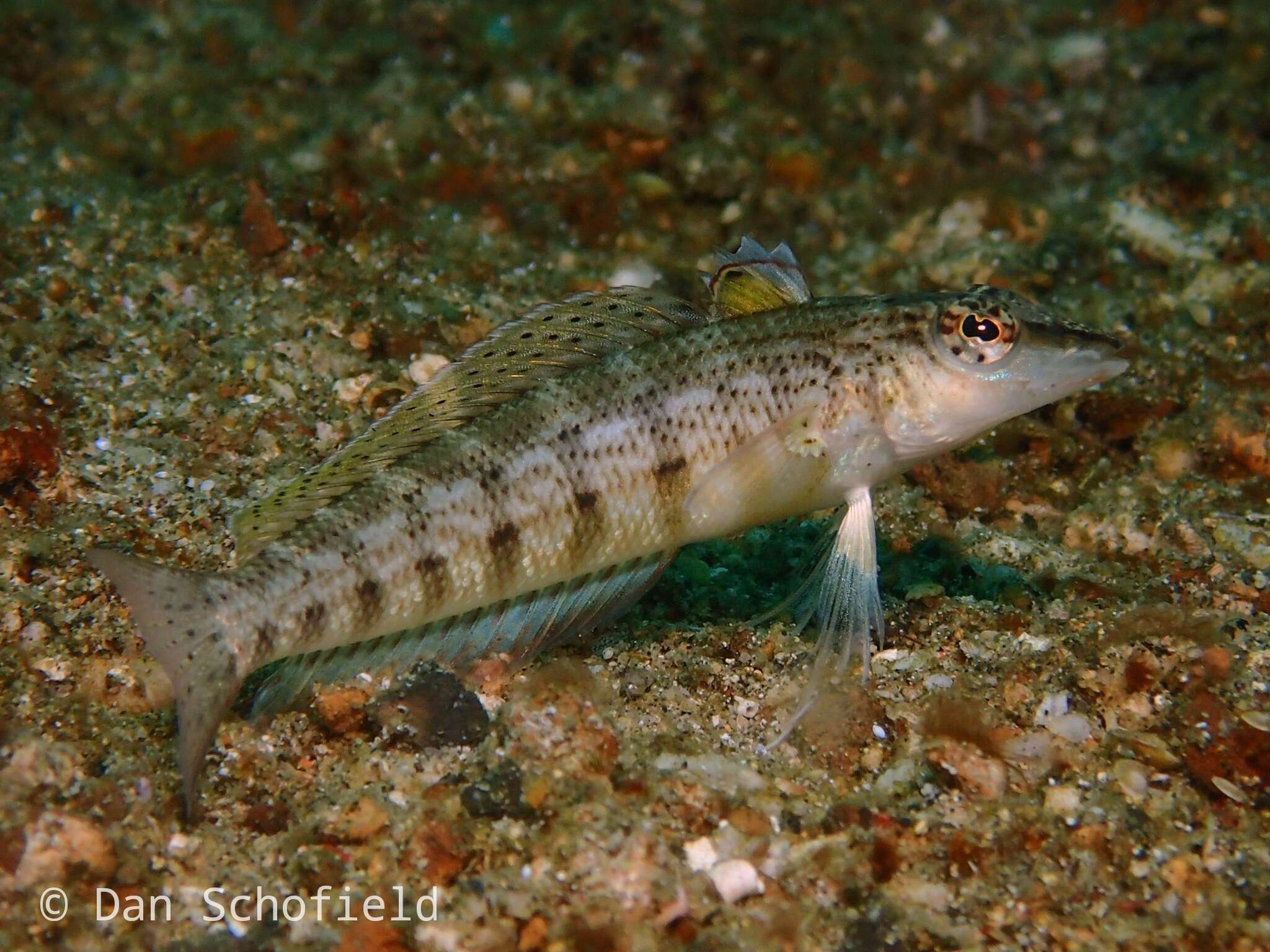 Image of Nosestripe grubfish