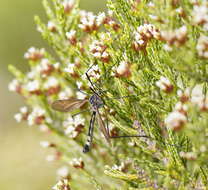 Image of Platyphasia wilsoni Alexander 1929