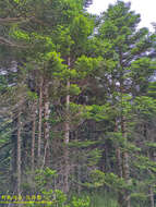 Image of Taiwan Fir