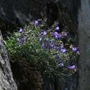 صورة Campanula crassipes Heuff.