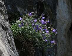 Image de Campanula crassipes Heuff.