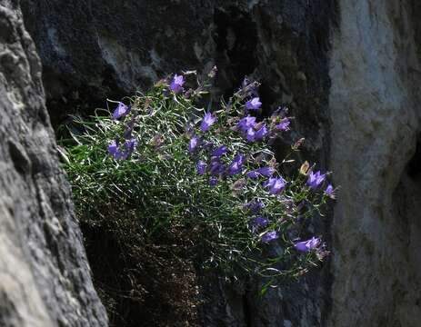 Imagem de Campanula crassipes Heuff.