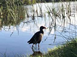 Image of Australasian Swamphen