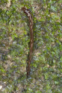 Sivun Malagabdella niarchosorum Borda 2006 kuva