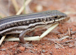 Image of Western three-striped skink