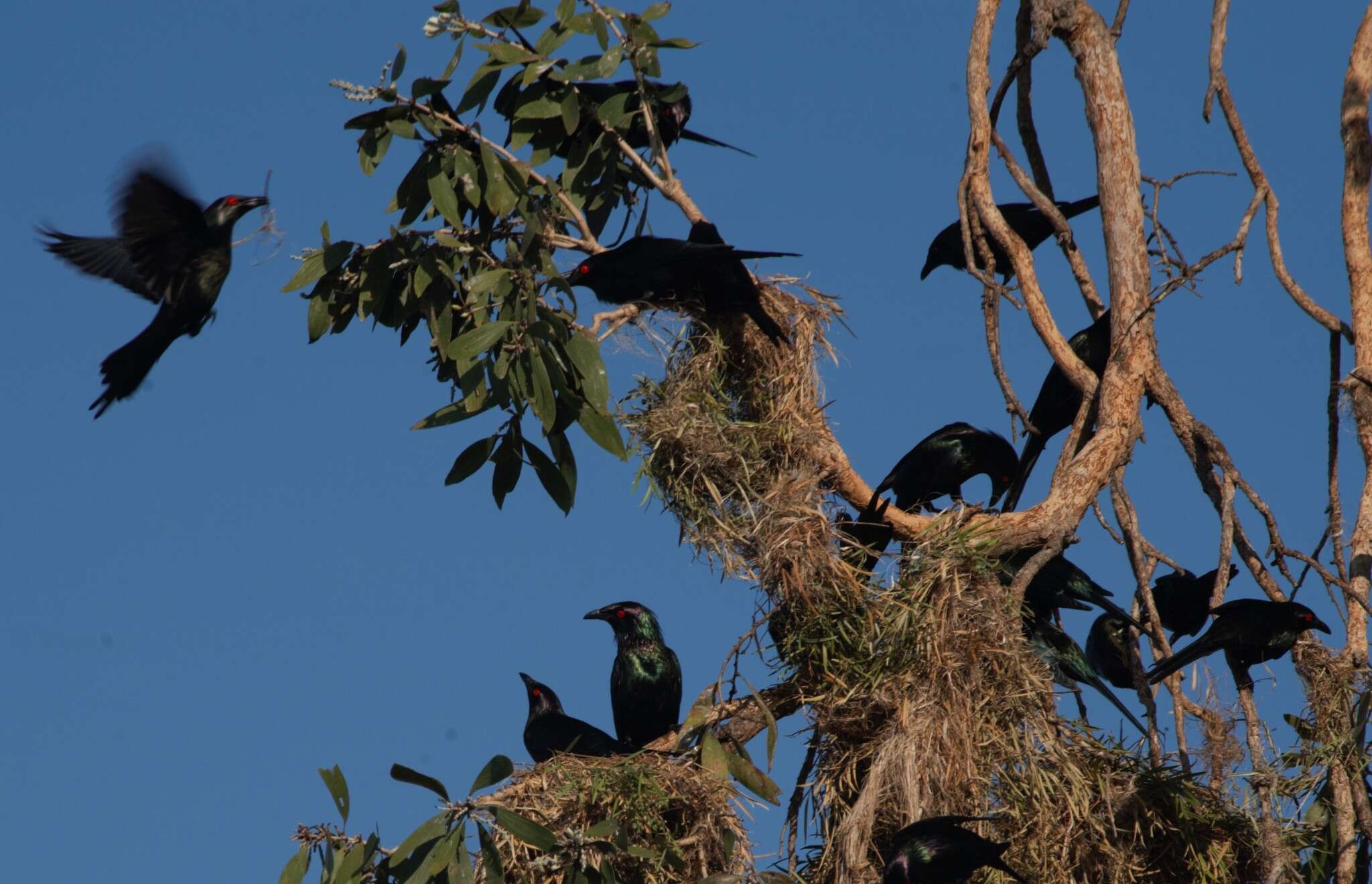 Image of Metallic Starling