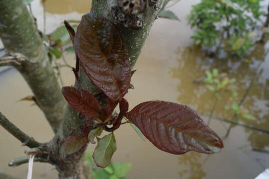 Image of Mitragyna speciosa (Korth.) Havil.