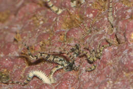 Image of Savigny's brittle star