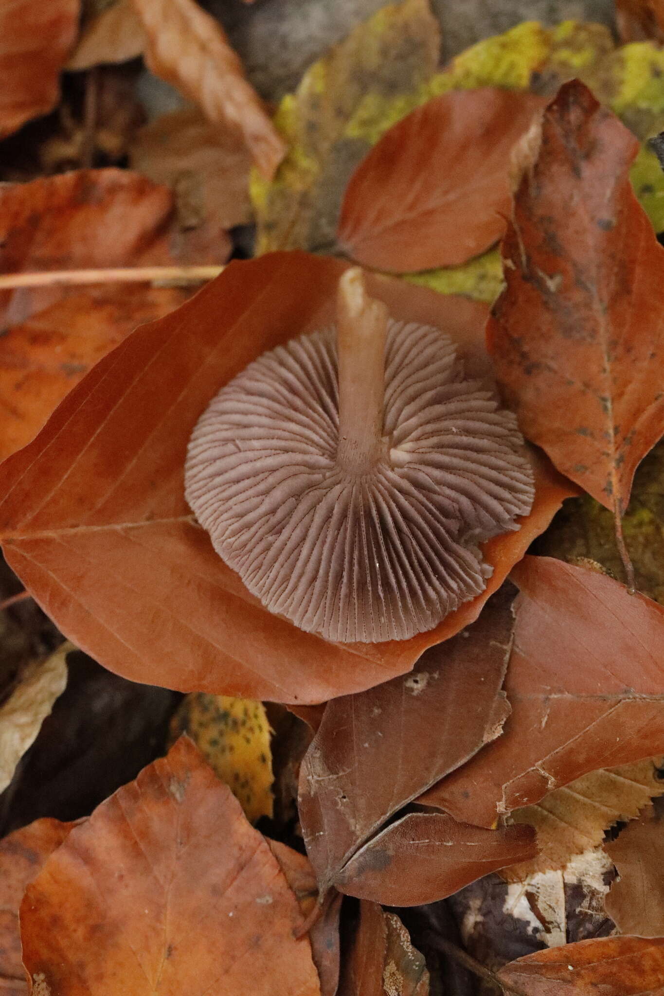 Mycena pelianthina (Fr.) Quél. 1872 resmi