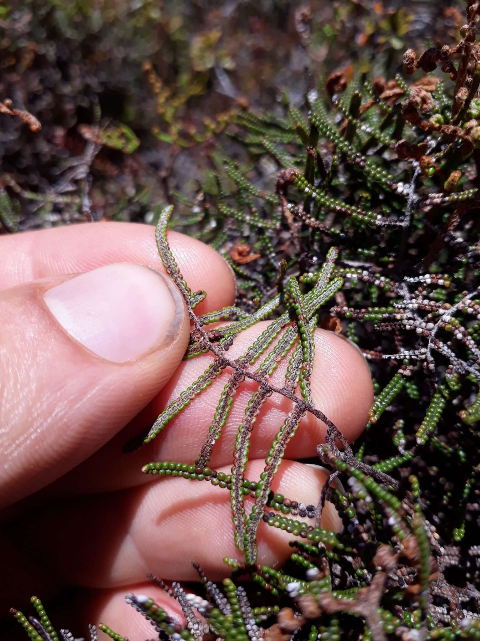 Gleichenia alpina R. Br.的圖片