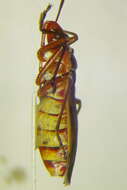 Image of Dysdercus (Dysdercus) obscuratus Distant 1883