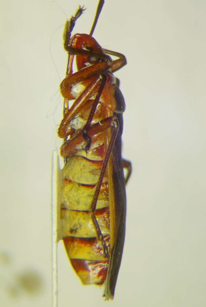 Image of Dysdercus (Dysdercus) obscuratus Distant 1883