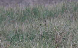 Image of Chestnut-eared Bunting