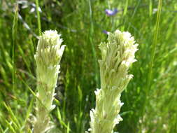 Image of <i>Castilleja <i>pilosa</i></i> var. pilosa