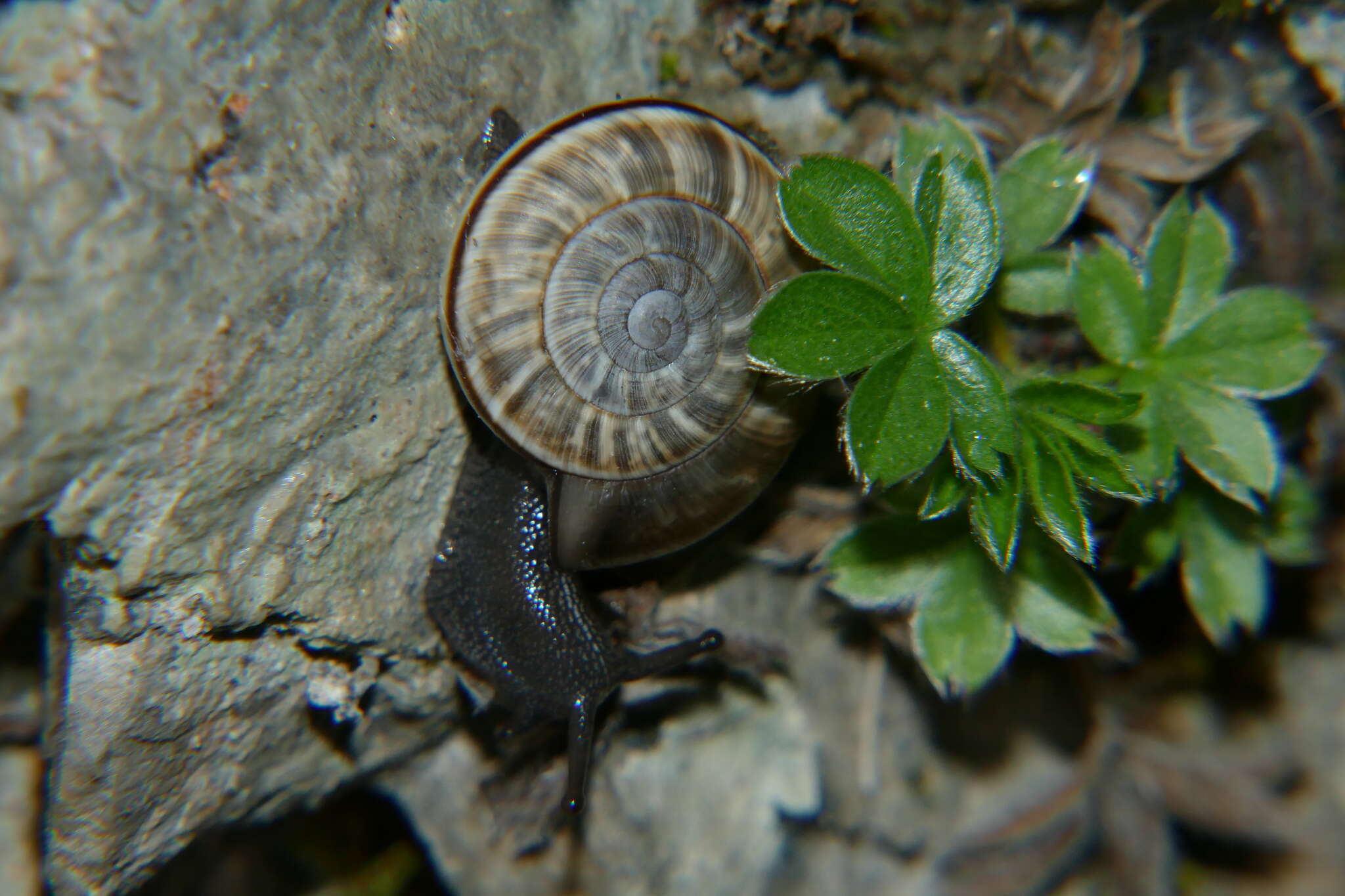 Image de Chilostoma cingulatum (Studer 1820)