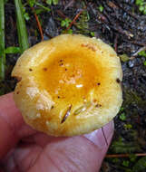 Слика од Cortinarius calaisopus Soop 2013