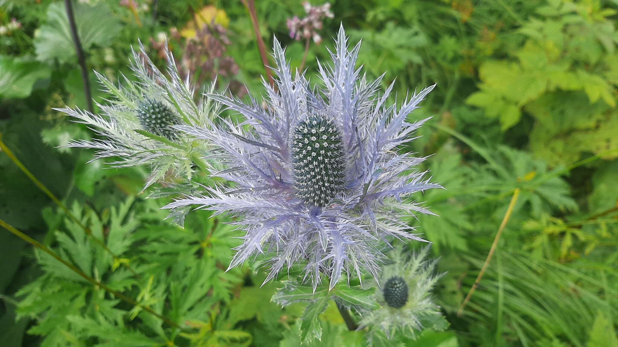 Imagem de Eryngium alpinum L.