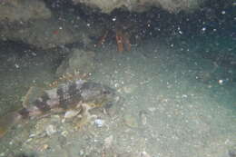 Image of Red gurnard perch