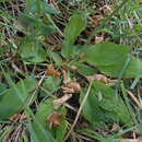 Image de Hieracium racemosum Waldst. & Kit. ex Willd.