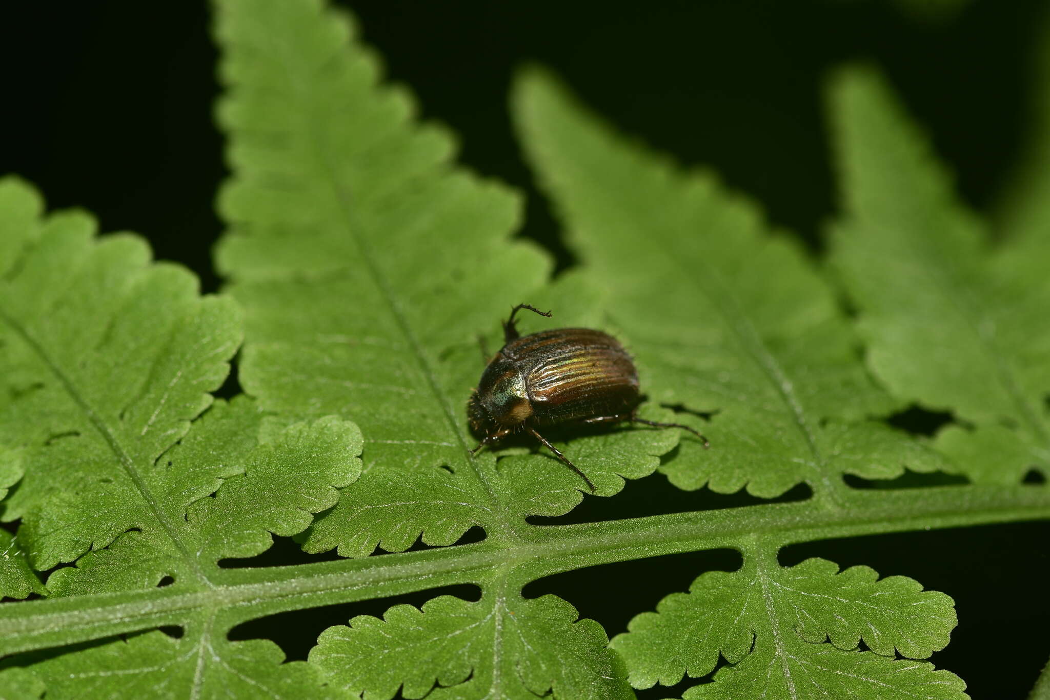 Sivun Gastroserica marginalis (Brenske 1894) kuva