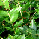 Image of <i>Coriaria arborea</i> var. <i>kermadecensis</i>