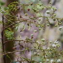 Image of Mimosa lingvatouana (Baill.) Villiers