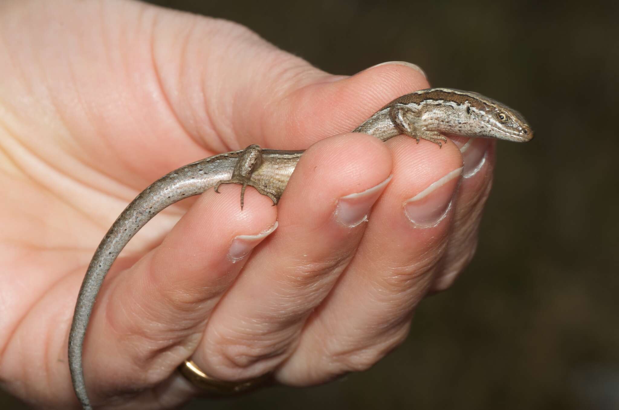 Image de Oligosoma maccanni (Hardy 1977)