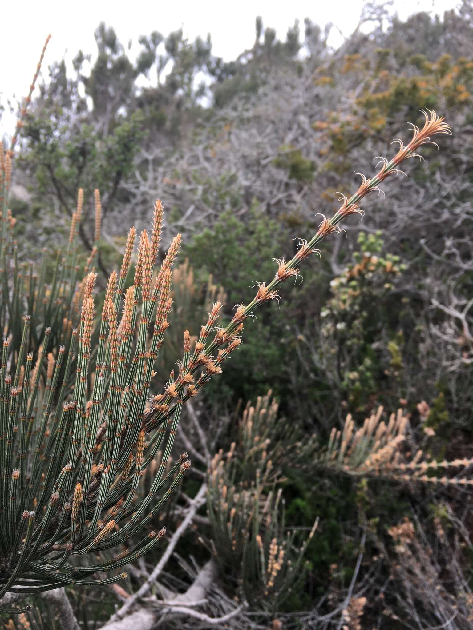 صورة Allocasuarina crassa L. A. S. Johnson